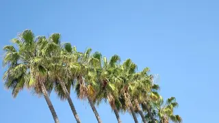 На фестивала в Кан: 3-метрова палма се стовари върху... Видео