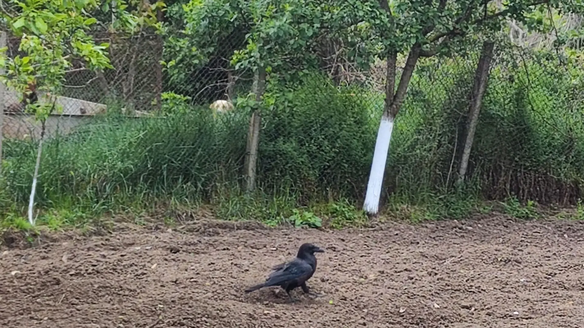 Сезират прокуратурата в областен град заради... гарван