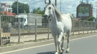 Бял кон замести автобусите от градския в София
