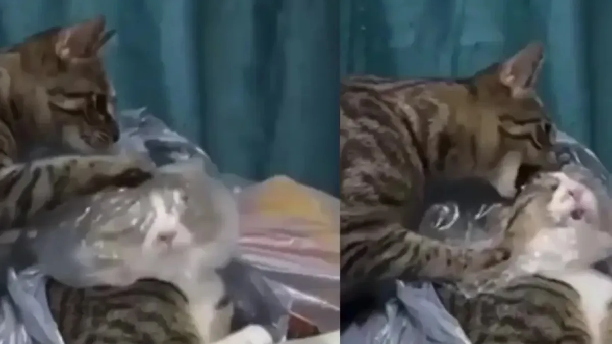 Котараци решиха да елиминират конкурент като истинска мафия Видео