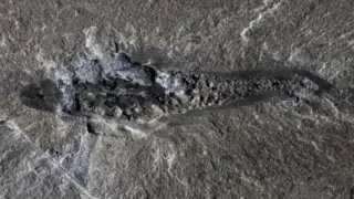 Археолози откриха древен триок хищник с шипове Снимки