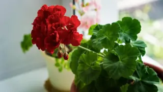 Всички имаме това цвете в дома си, а то е много опасно