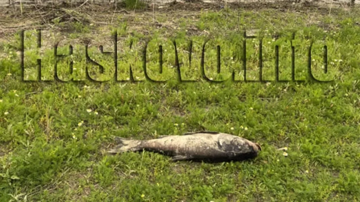 Трупове изплуваха в язовир край Хасково Снимки 
