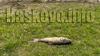 Трупове изплуваха в язовир край Хасково Снимки 