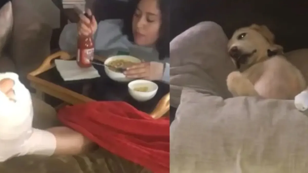Куче стана звезда в TikTok, вижте какво направи Видео