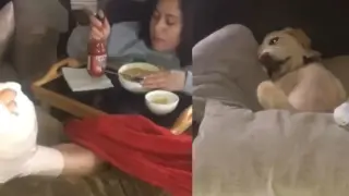Куче стана звезда в TikTok, вижте какво направи Видео