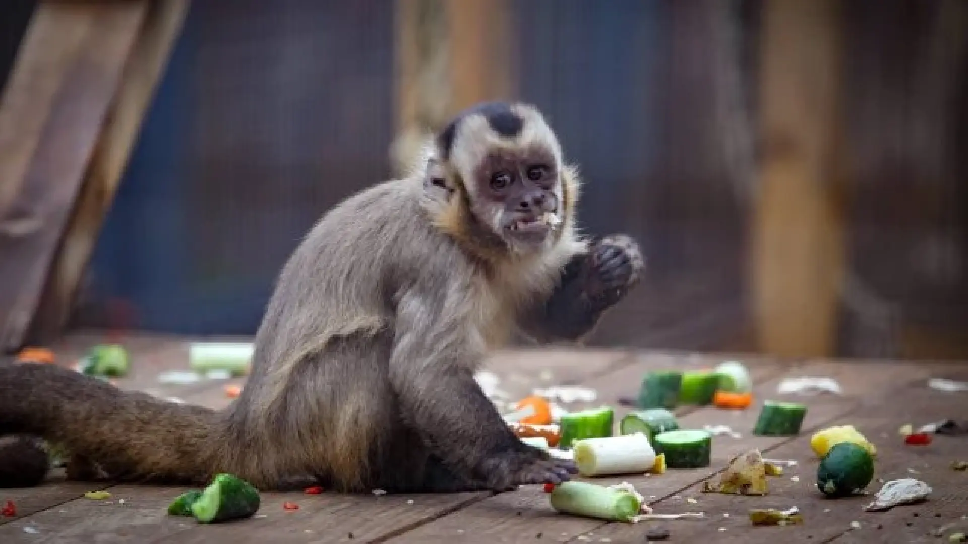 Безплатен вход в Столичния зоопарк на 1 юни за Деня на детето