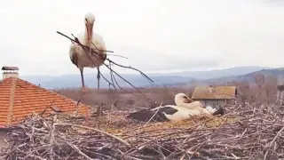 Мъка в село Драгушиново: Не оцеля поколението на обичаното от всички българи семейство на Драго и Драга