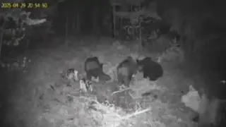 Рядка гледка само на 2 км от Добринище: Камера засне...