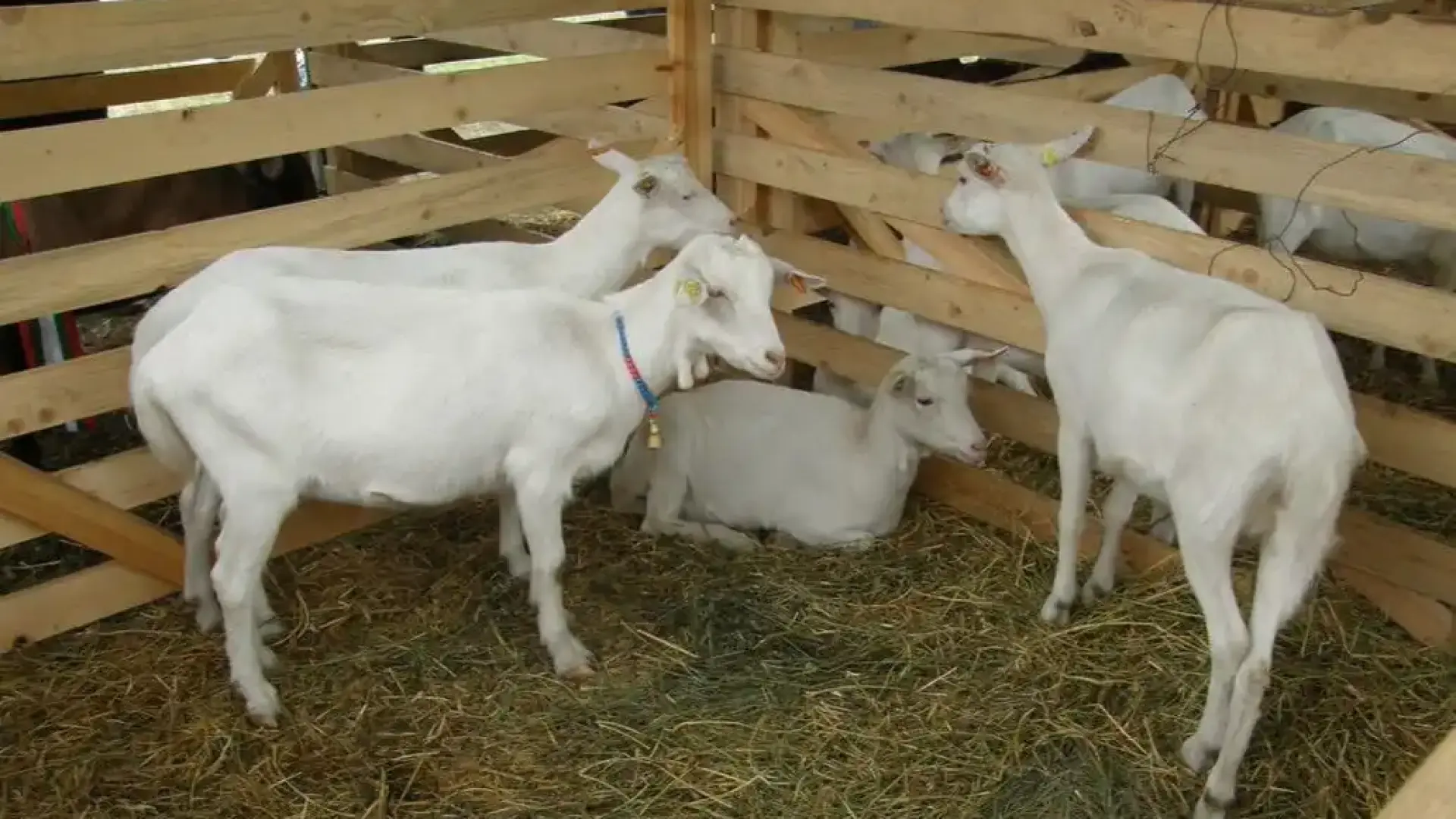 Фермер от наше село проплака: Да гледаш кози е истинска мъка!