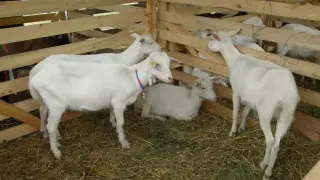 Фермер от наше село проплака: Да гледаш кози е истинска мъка!