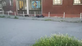 Бърза помощ в София: Мъж и куче сътвориха страшна картина Снимки