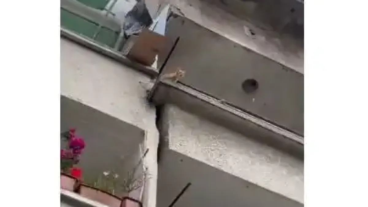 Животни плачат за помощ от апартамент на ужасите Видео