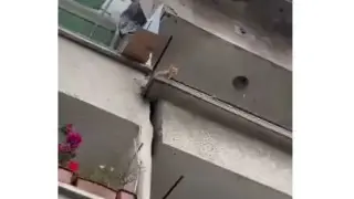 Животни плачат за помощ от апартамент на ужасите Видео