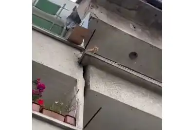 Животни плачат за помощ от апартамент на ужасите Видео