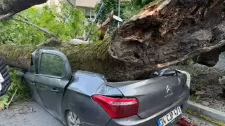 150-годишно дърво се изтръгна от корените си и премаза 3 коли в Истанбул