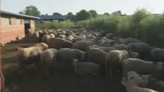 Нови огнища на шарка по животни в Хасковско, наложени са строги мерки