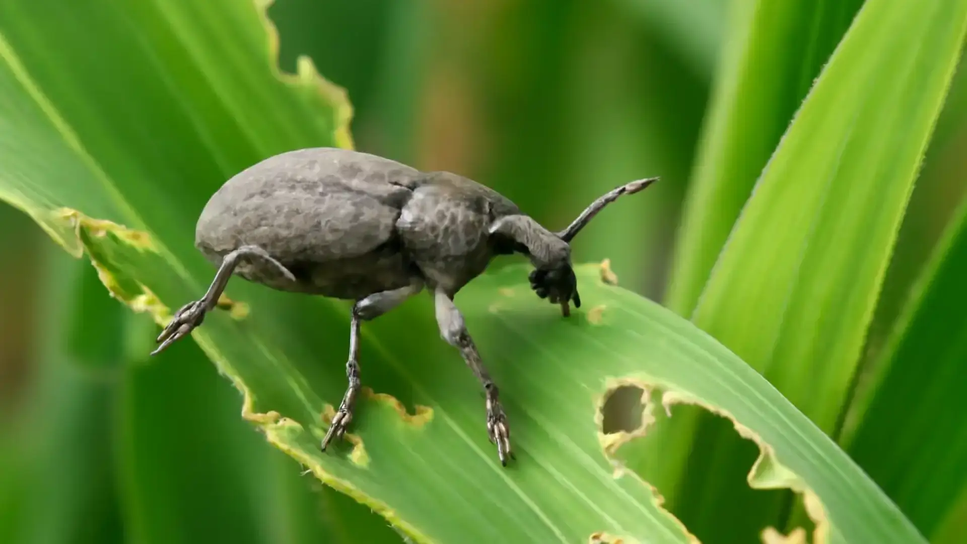 Добруджа под заплаха, може да останем без царевица