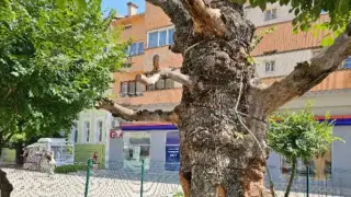 Неописуема радост в Сливен: Старият бряст възкръсва?