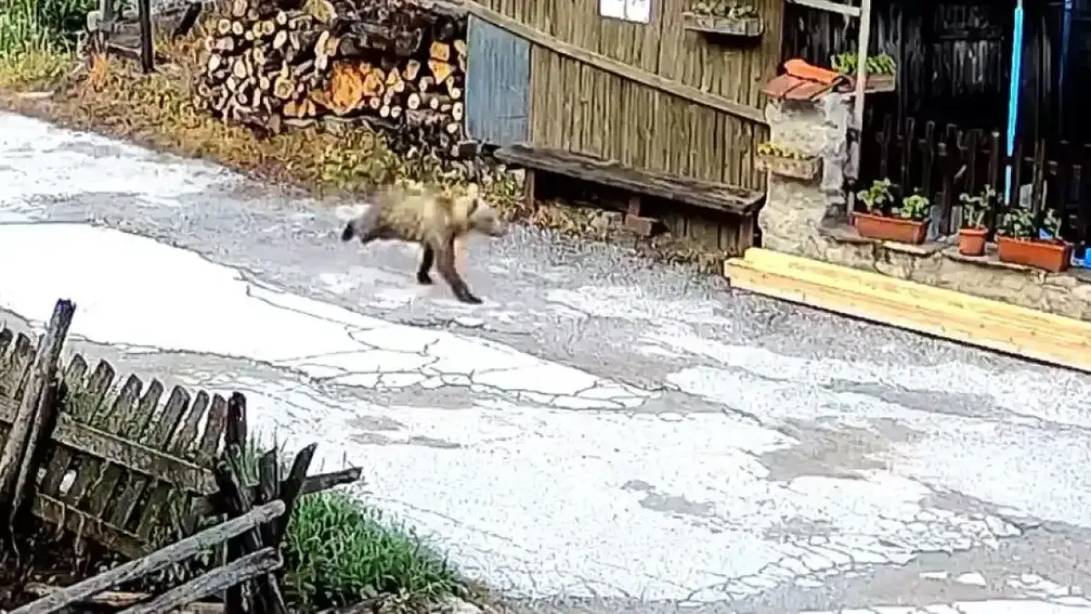 Любопитен гост се разходи в Смолянско Видео