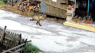 Любопитен гост се разходи в Смолянско Видео