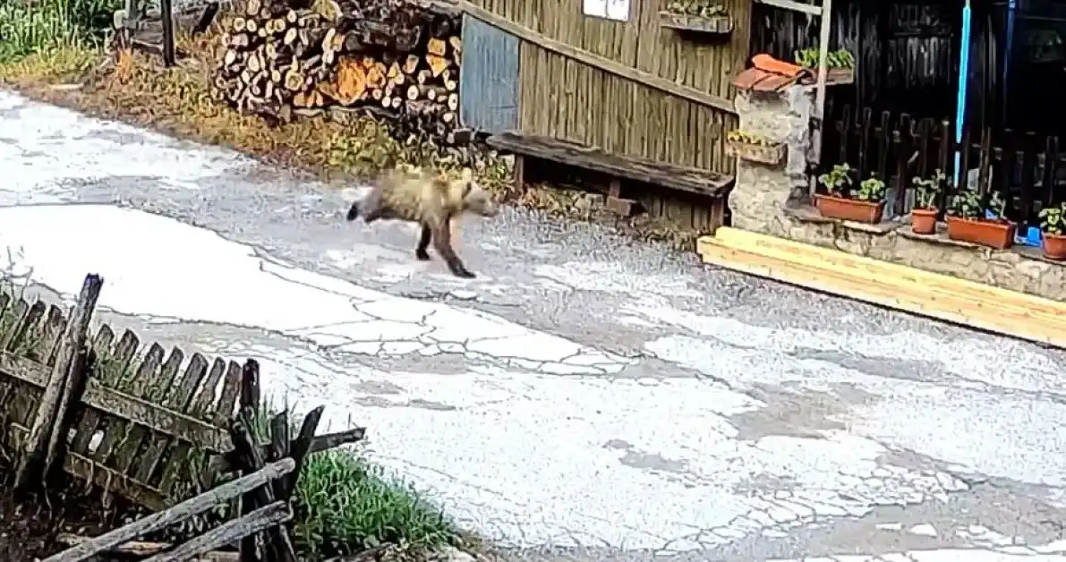 Любопитен гост се разходи в Смолянско Видео