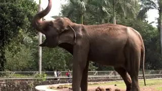 Посетители на зоопарк станаха свидетели на трогателен момент Видео