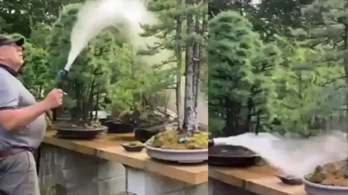 Градинар се увлече по бонсай и отгледа своя собствена мини гора Видео