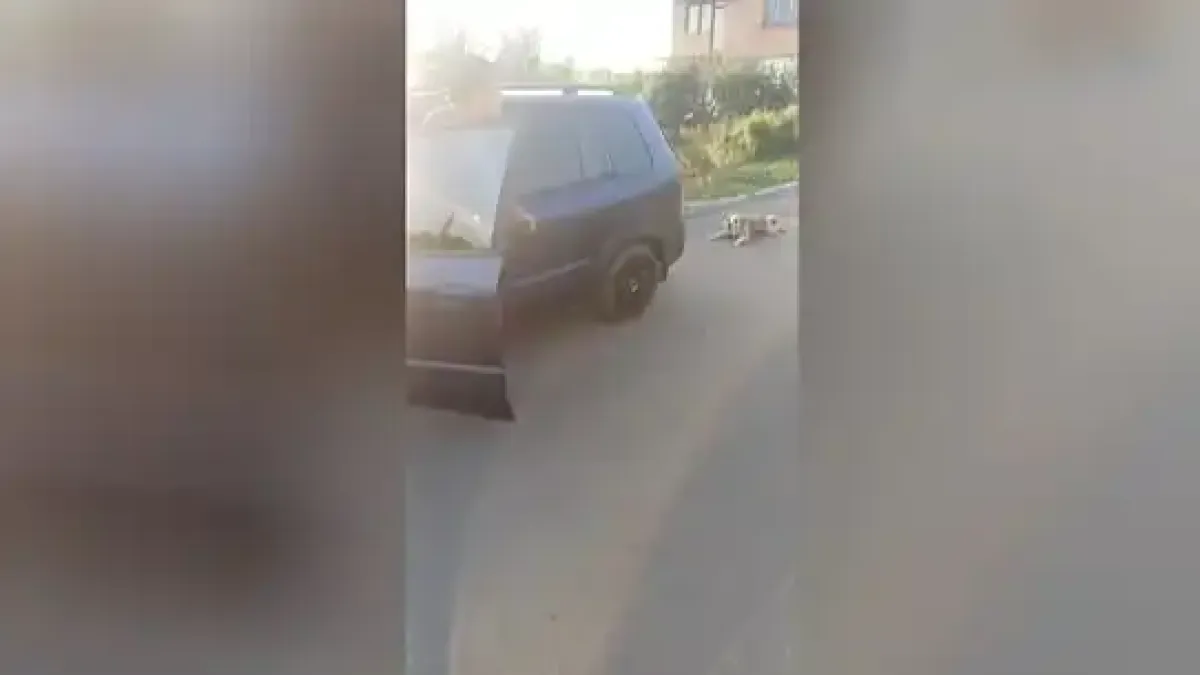 Почина кучето, влачено с кола в Българово, полицията обяви подробности по случая