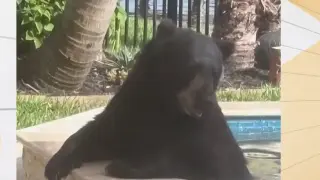 Мечка изкара шестчасова „СПА почивка“ в двор на семейство Видео