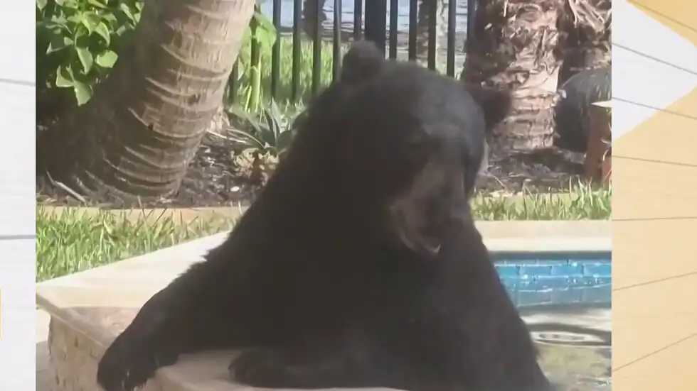 Мечка изкара шестчасова „СПА почивка“ в двор на семейство Видео