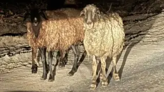 Коч на пътя край Пазарджик „атакува“ коли в тъмното