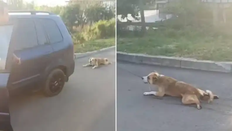 „Беше мръсно и го вързах за колата“: Почина кучето, влачено до кръв в Българово