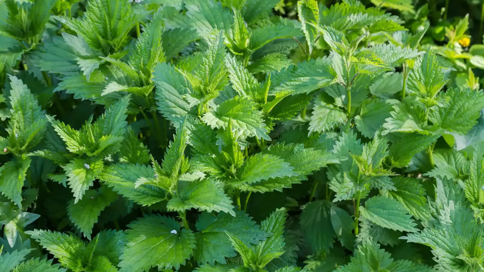 Полезно ли е всъщност изгарянето от коприва или крие неочаквани рискове?