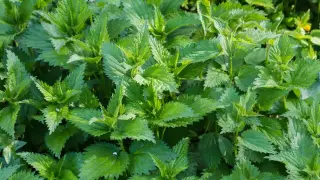 Полезно ли е всъщност изгарянето от коприва или крие неочаквани рискове?