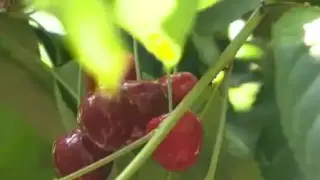 Пътят на гръцките череши - от градината до 24 лв./кг
