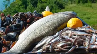 Най-вкусната риба в Черно море - хваната на харпун по Крайбрежието на Добруджа