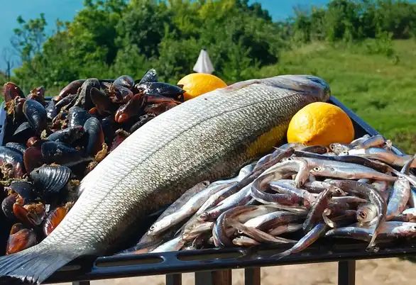 Най-вкусната риба в Черно море - хваната на харпун по Крайбрежието на Добруджа