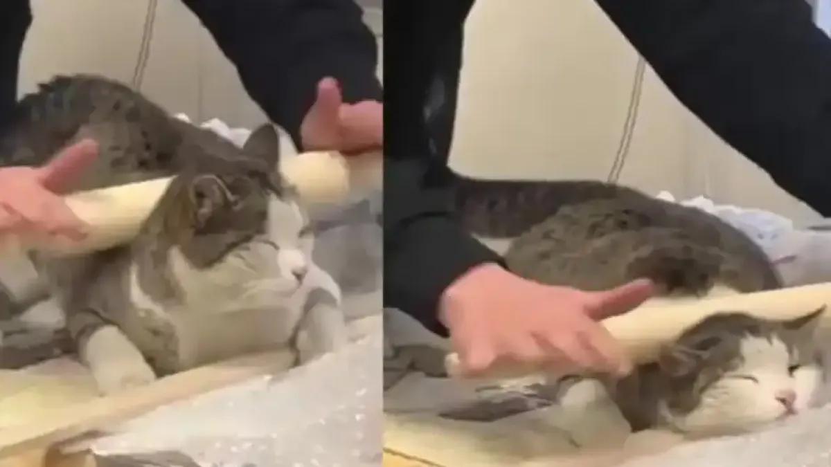 Котарак получи масаж с точилка от момиче и остана много доволен Видео