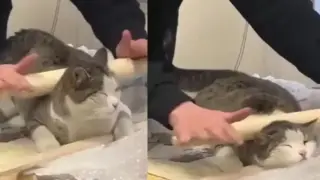 Котарак получи масаж с точилка от момиче и остана много доволен Видео