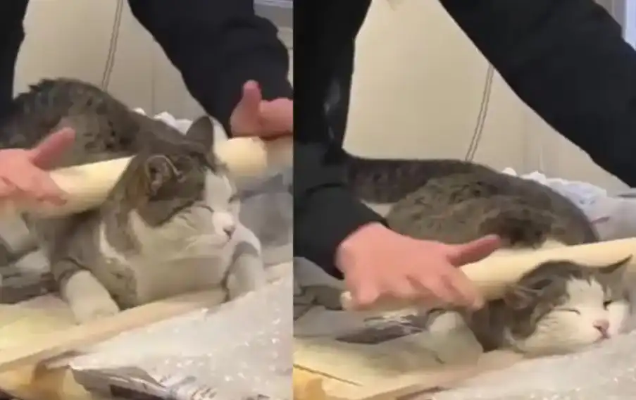 Котарак получи масаж с точилка от момиче и остана много доволен Видео