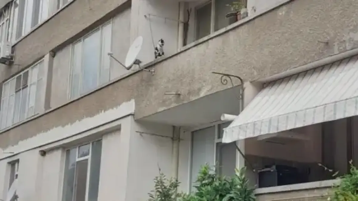 Поредна шокираща жестокост, този път от Сливен: Завързаха котка с верига и...