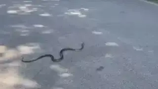 Паника в парка в Хасково! На централната алея се появи... Видео