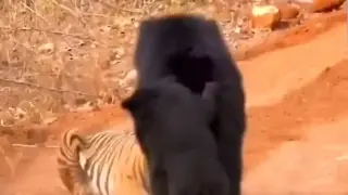 Мечка нападна тигър пред очите на турист Видео