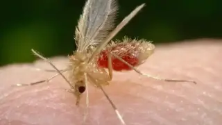 Внимание! Папатаци вкарват опасна зараза в България
