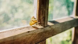Влезе ли такъв гост в дома ви, гответе се за...