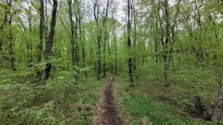 Страх ли ги е шуменци от звяра? "Някой може да се е напил и да е видял обикновена котка"