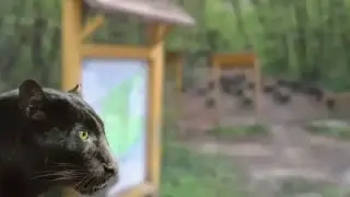 Заради пантерата в Шумен: Жители на "Дивдядово" с апел към собственика на хищника