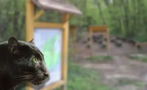 В Шумен продължава издирването на пантерата
