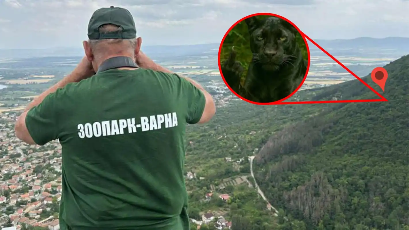 Шумен със съдбовно решение за черната пантера